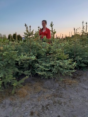 Świerk srebrny do 180 cm gr