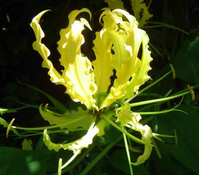 Gloriosa Superba Yellow Żółta Gloriosa Wspaniała