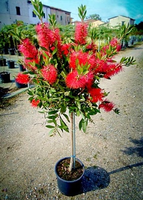 Kuflik cytrynowy czerwony Callistemon Citrinus DUŻA sadzonka NA PNIU