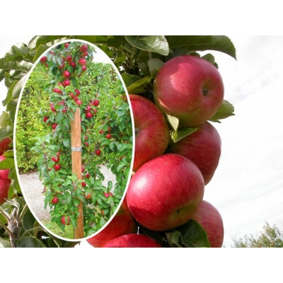 15 Jabłoń Delikates kolumnowa