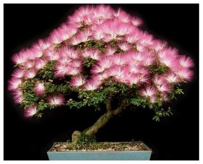 Albicja Jedwabista Perskie Drzewko Świeci w Nocy nasiona na Bonsai 10 sztuk
