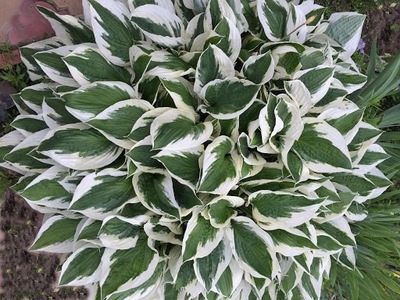 Funkia "Patriot" (hosta)