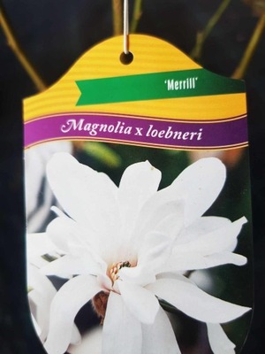 MAGNOLIA „MERRILL" Magnolia SADZONKA