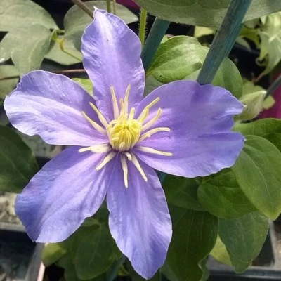 Clematis Justa (wielkokwiatowy) P9/C1