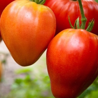 Pomidor Malinowy Oxheart - Bawole Serce - Słodki