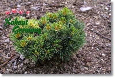 Pinus cembra 'Stoderzwerg' - !!!!!!