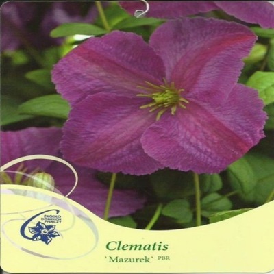 Clematis MAZUREK PBR Grupa Viticella