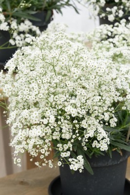 GIPSÓWKA FESTIVAL WHITE FLARE DONICZKA P11 IDEALNA NA BUKIETY