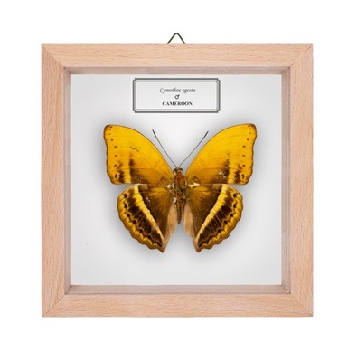 Motyl w gablotce Cymothoe egesta