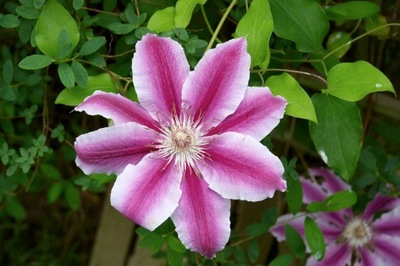 Clematis, Powojnik DWUKOLOROWY -- NR 649