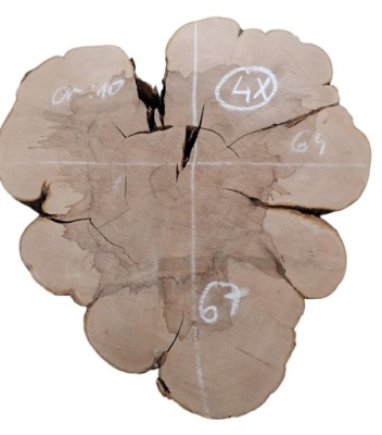 Plaster drewna Jabłoń wymiary 64cm x 67cm x 9cm jabłoni
