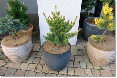 Pinus parviflora 'Dendo' - Unikat - Duża !!!