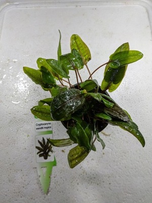 Cryptocoryne wendtii 'Tropica' [koszyk]