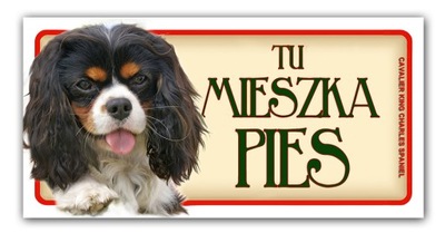 Cavalier King Charles Spaniel TABLICZKA