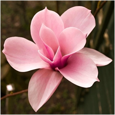 MAGNOLIA LOEBNERA KRZEW MIŁOŚCI nasiona