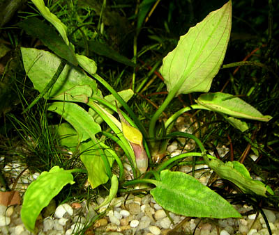 Cryptocoryne PONTEDERIFOLIA - unikat