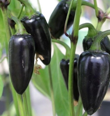 PAPRYKA CHILI CZARNA BLACK HUNGARIAN NASIONA