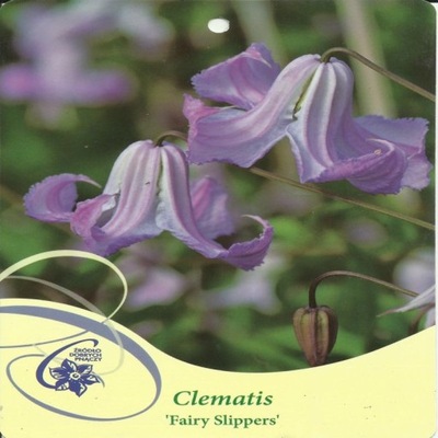 Clematis FAIRY SLIPPERS Grupa Viticella