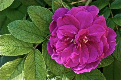 Róża historyczna - Rosa Rugosa Hansa