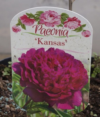 Piwonia 'Kansas' w doniczce