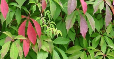 P9 ÖTLEVELŰ SZŐLŐ MURORUM PARTHENOCISSUS QUINQUEFOLIA FALFESTMÉNY