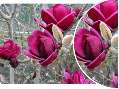 MAGNOLIA 'Magnolia' GENIE