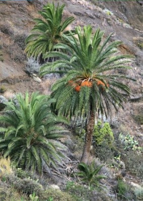 Daktylowiec Kanaryjski Palma mrozoodporna Phoenix Canariensis 10X NASIONA