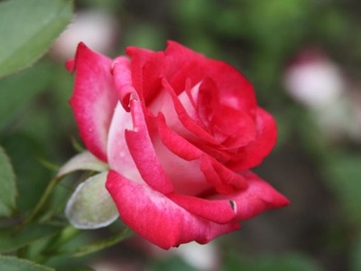 Róża wielkokwiatowa Rosa 'Bicolette'