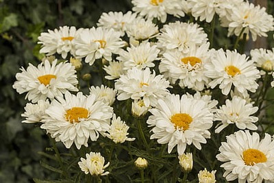 Jastrun Leucanthemum biały 'Victorian Secret' 4L