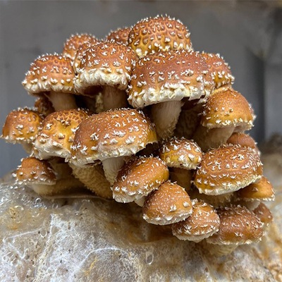 Chestnut Mushroom Pholiota adiposa grzybnia ziarnista 1l