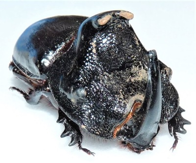 Chrząszcz Trichogomphus martabani +50mm samiec .