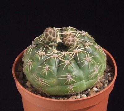 *Kaktusy* Gymnocalycium uruguayense
