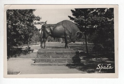 Spała, Żubr, -S244