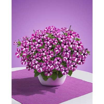 SUPERTUNIA Raspberry Star - sadzonka