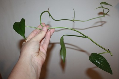 Monstera acacoyaguensis - sadzonka