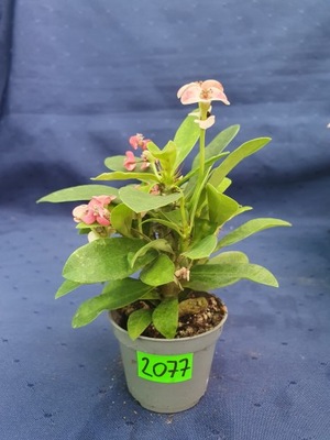 Euphorbia milii (rózowa) 2077p - PC2154P