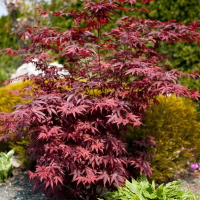 Klon Palmowy Acer Palmatum