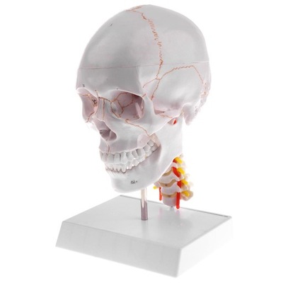 Repliki anatomicznych ludzkich czaszki