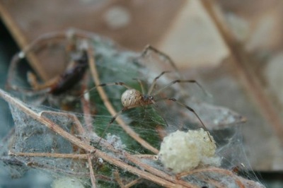 Latrodectus geometricus samica - spiderbreeder