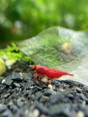 Krewetka Neocaridina Red Sakura Czerwone