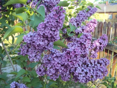 Lilak "syringa vulgaris" FIOLETOWY