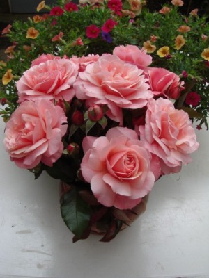 Róża rabatowa - Botticelli Rose