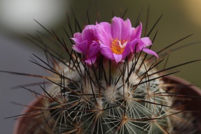 KAKTUSY. Turbinicarpus viereckii nr2