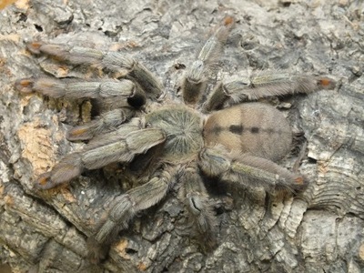 Psalmopoeus cambridgei (SpidersForge)