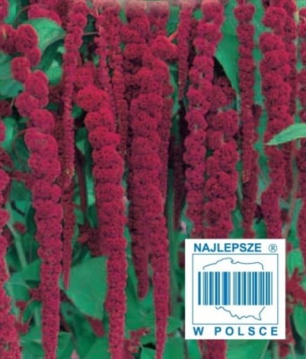 276. SZARŁAT OGRODOWY TRÓJBARWNY