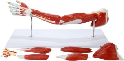 Model Mięśniowy Ręki anatomiczny 1:1 7 częściowy model