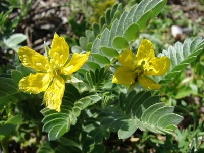 BUZDYGANEK – TRIBULUS TERRISTRIS