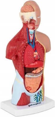 Tułów człowieka - model anatomiczny PHYSA PHY-HT-1