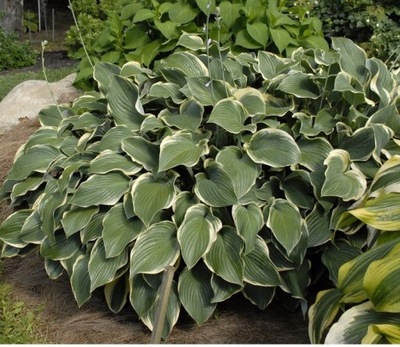 HOSTA FUNKIA ~REGAL SPLENDOR~ KRÓLEWSKA