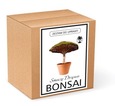 Zestaw do uprawy BONSAI smocze drzewko